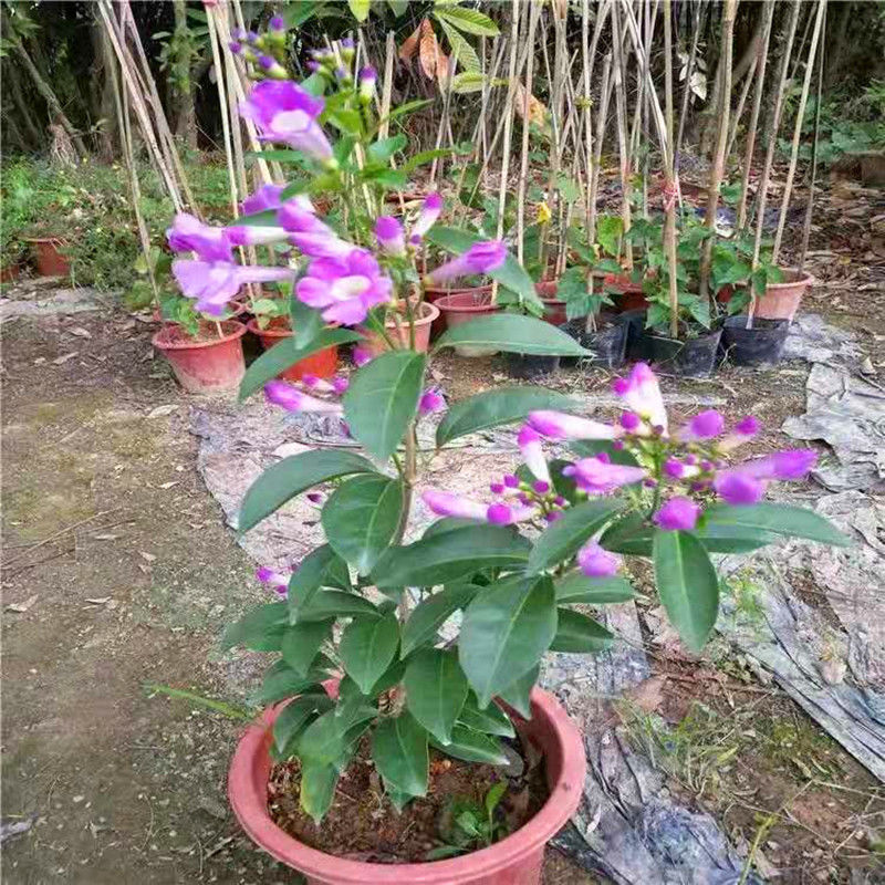 蒜香藤秋冬开花攀爬植物紫铃藤奇特藤本花多庭院阳台盆栽耐寒防蚊小苗