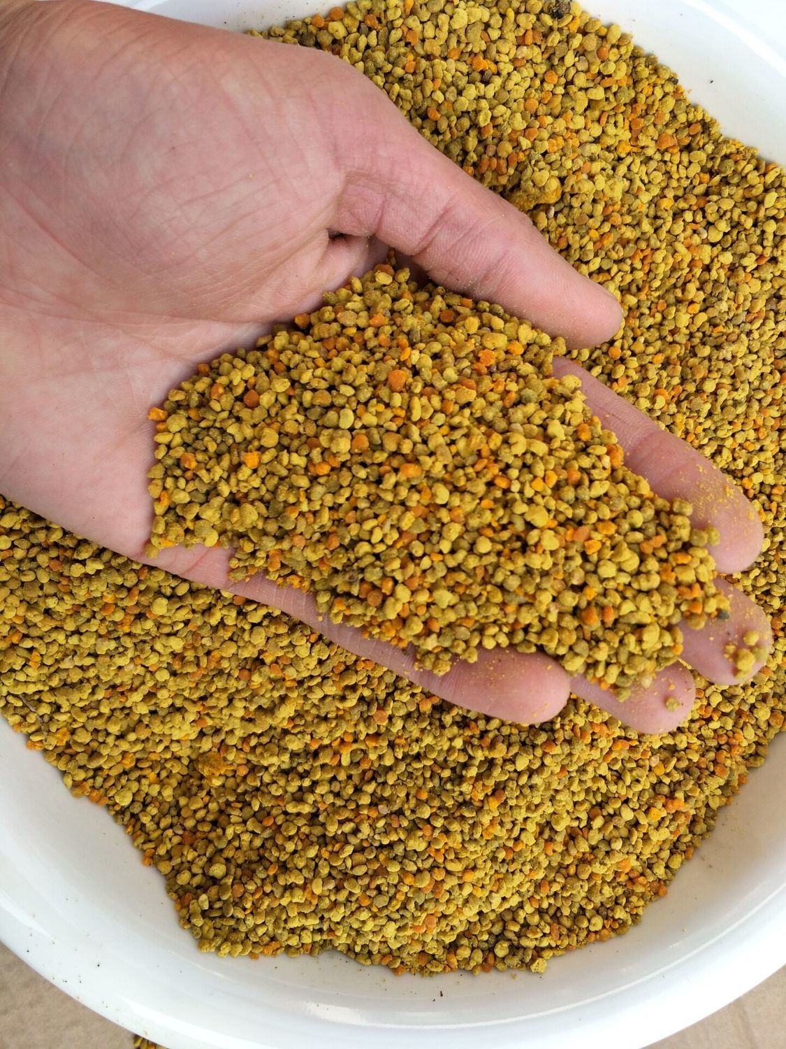 蜜蜂花粉养蜂花粉花粉蜂粮中蜂花粉蜂粮油菜花喂蜂花粉2020青海新100g