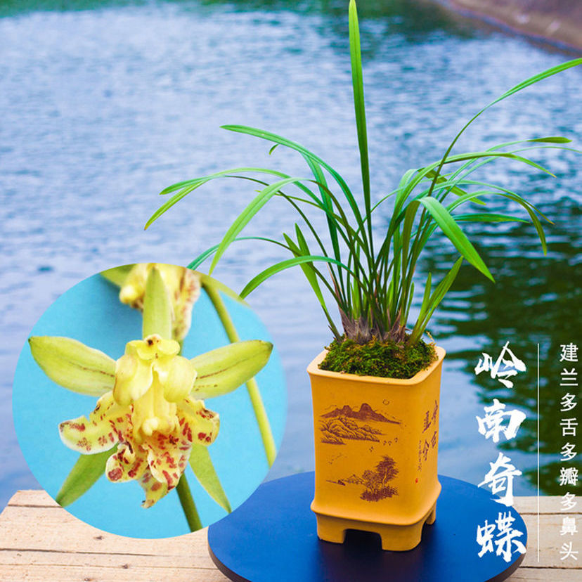 兰音汇精品正品兰花浓香型蕙兰墨兰建兰春兰苗室内绿植当年开花