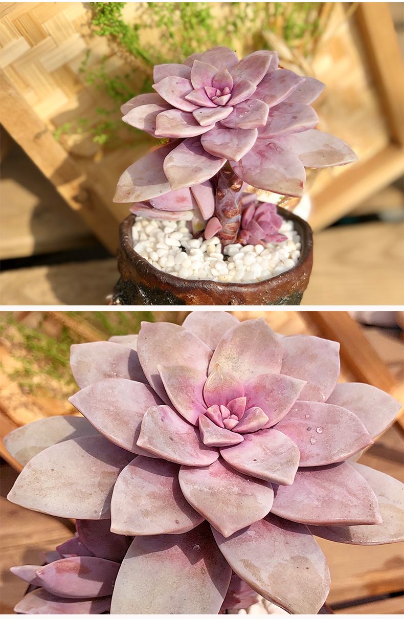 多肉植物华丽风车肉肉粉色系超萌稀有品种老桩紫乐组合盆栽花植物艺呈