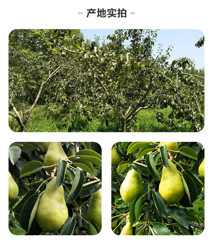 佳农比利时进口啤梨8粒装梨子新鲜水果整箱进口水果