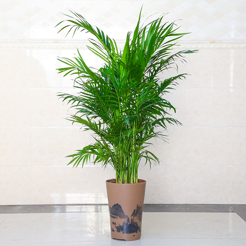 御蓝锦网红散尾葵客厅大型绿植散尾葵室内盆栽植物袖珍椰子绿植凤尾竹