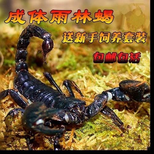 宠物亚洲雨林蝎子假帝王蝎无毒可上手东亚钳蝎双加热包泡沫箱10度以下