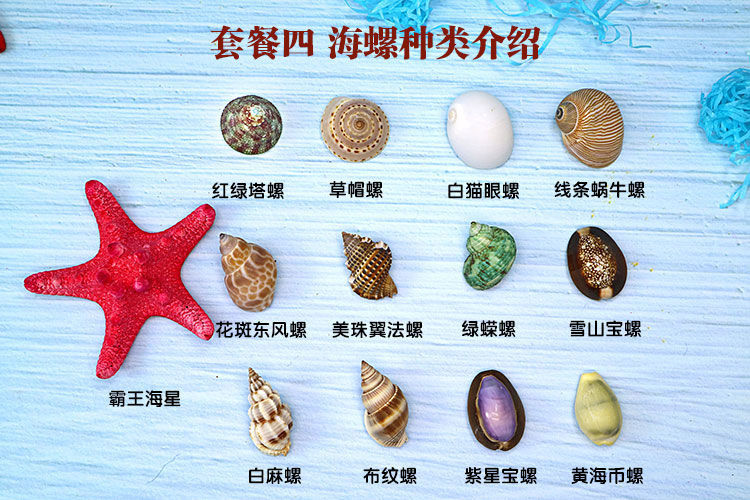 天然海螺贝壳标本螺海星礼盒海洋生物科普材料幼儿园儿童幼教套装