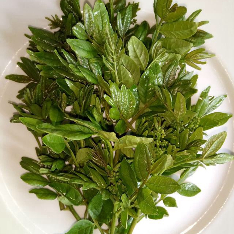 xj新鲜花椒芽500g花椒芽花椒叶花椒树叶保鲜嫩芽山野菜可开发票