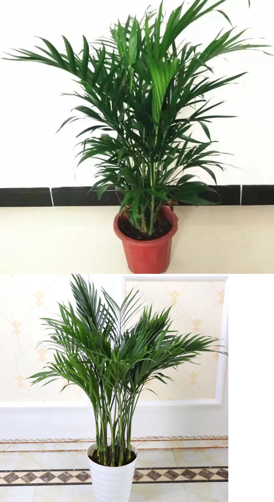 大型散尾葵凤尾竹盆栽室内客厅花卉植物盆景网红净化空气 吸甲醛艺呈