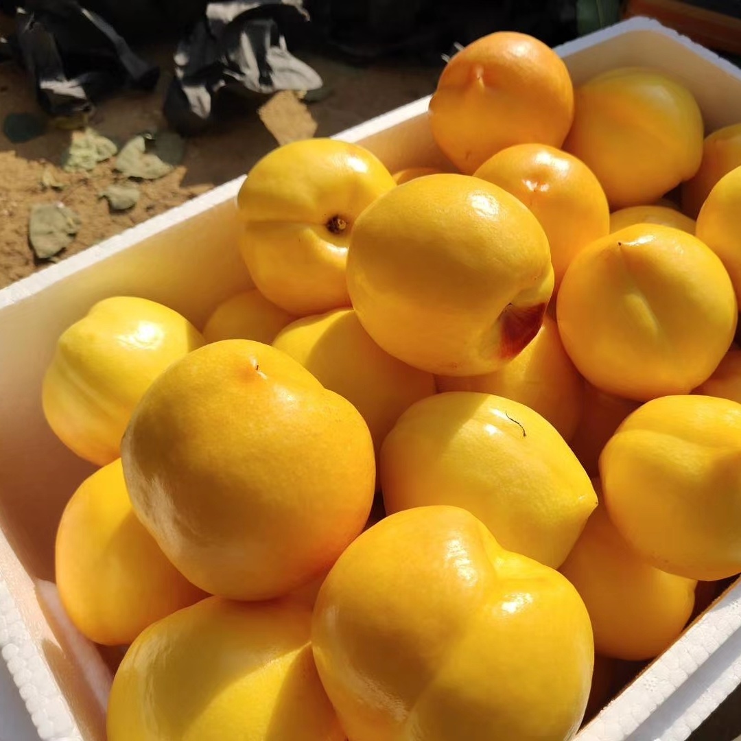 中华特色仁寿馆黄金油桃5斤生鲜精选