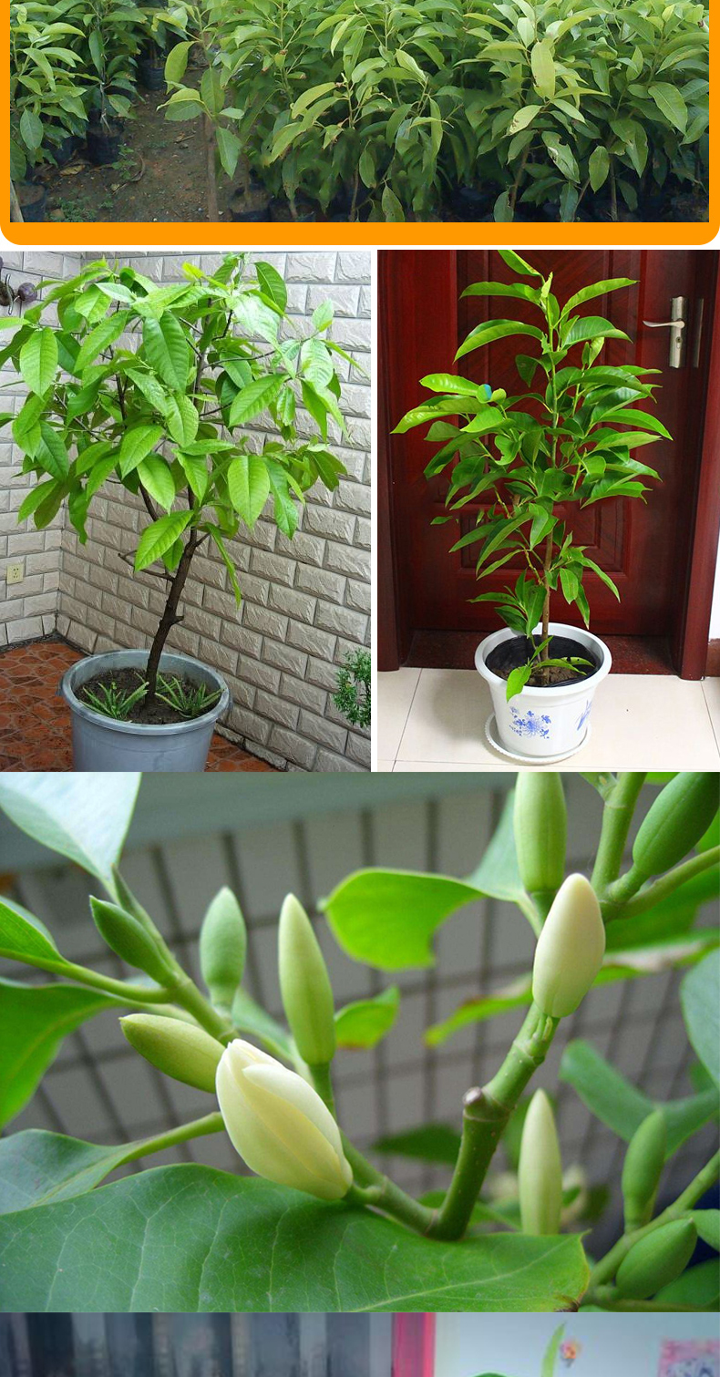 白兰花白玉兰花苗家居室内客厅绿植浓香花卉 当年开花盆栽植物【价格