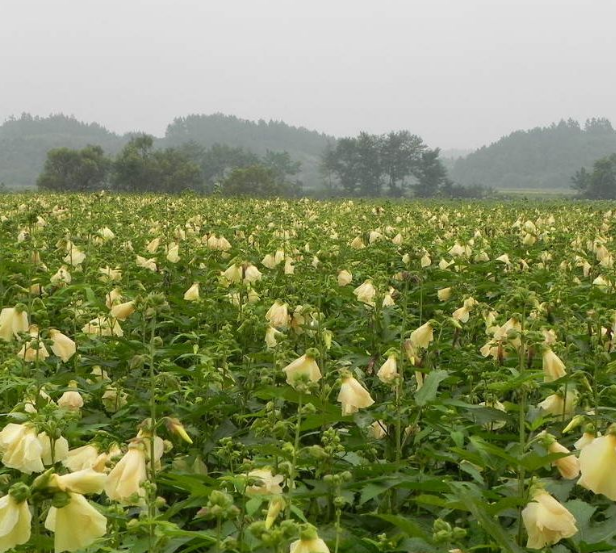 子暄 金花葵种子 菜芙蓉种子,野芙蓉,黏干,山榆皮吃花吃叶