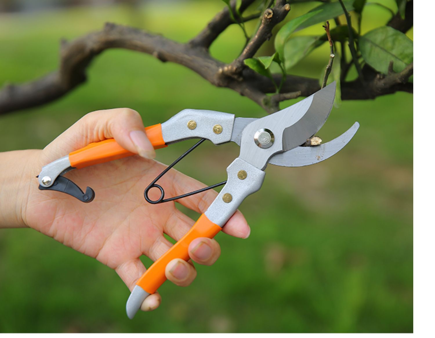 jing ping修枝剪 树枝剪刀枝剪修剪水果园艺家用园林果剪枝果树花剪