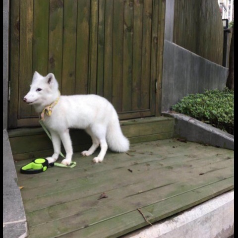 网红雪域灵狐宠物狐狸活体雪狐白狐赤狐火狐熊猫狐幼狐宝宝狐狸活狐狸