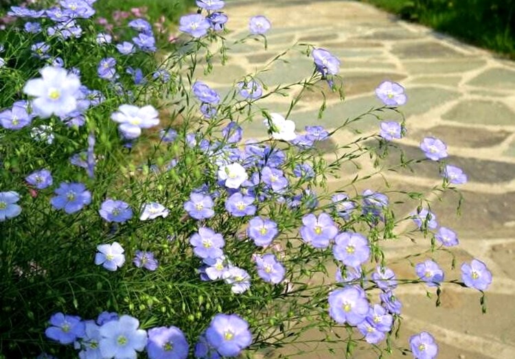 藍花亞麻種子盆栽垂吊植物庭院花園陽臺花卉種子春播花種子秋播