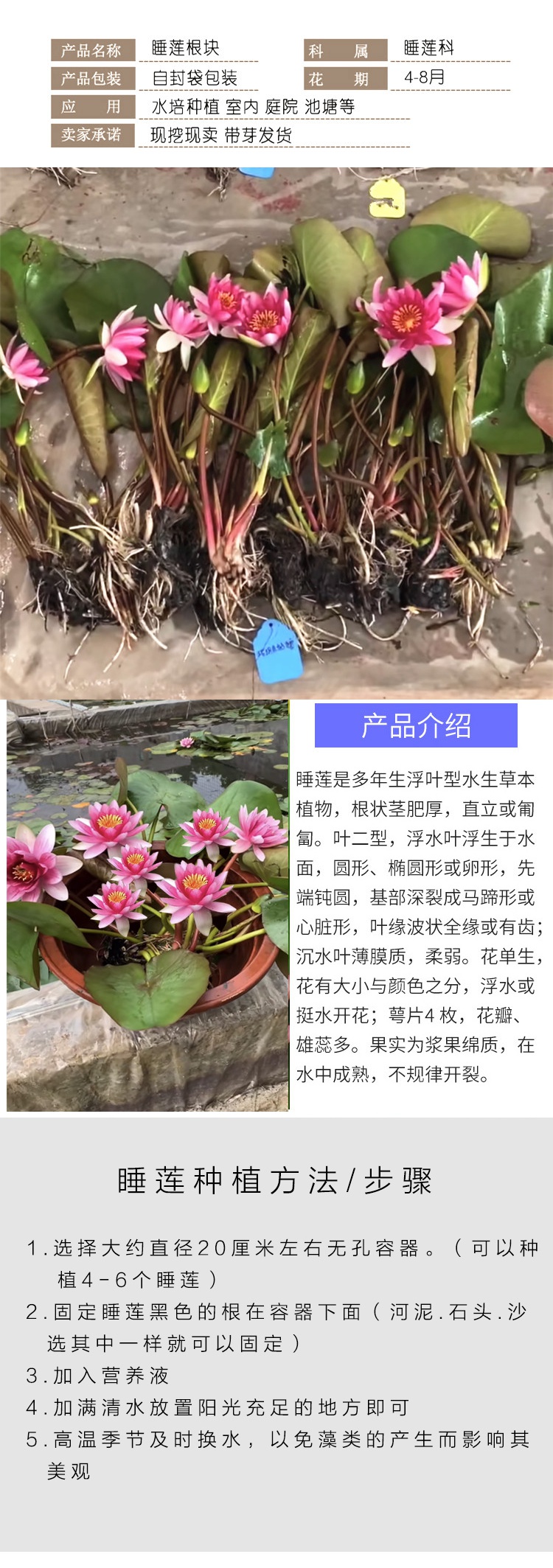 碗莲根茎种植图解图片