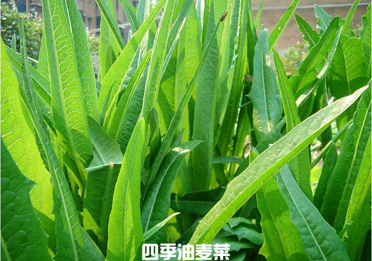 子喧四季香油麦菜种子四季播种庭院阳台盆栽青菜蔬菜种子蔬菜种籽