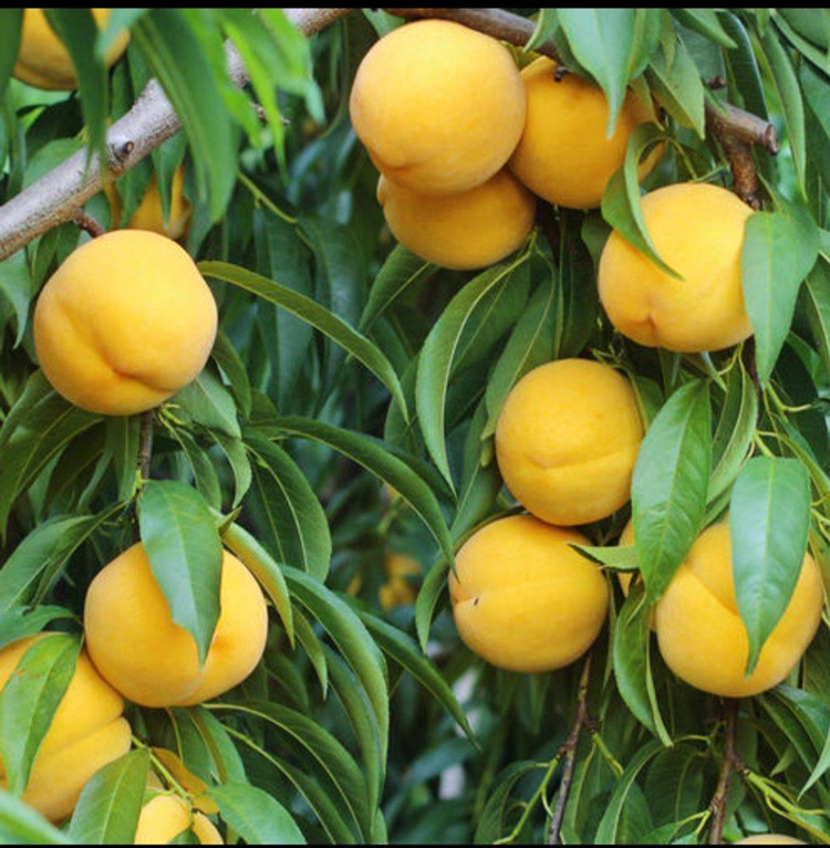 顺丰快递现摘现发黄桃10斤桃子孕妇时令应季新鲜水果大黄桃水蜜桃脆桃