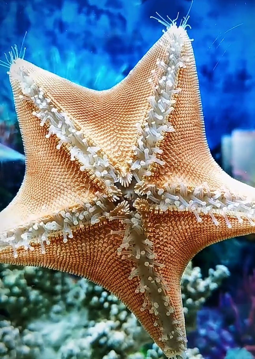 海星活宠物活体野生海水鱼缸迷你海洋生物观赏动物活的翻砂小海星海星