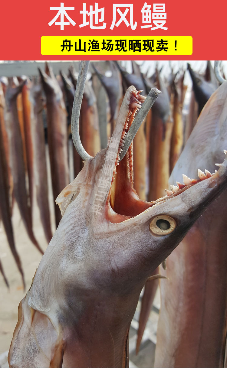 舟山本地新鲜鳗筒鳗鱼风鳗海鳗鱼干多规格海鲜干货0
