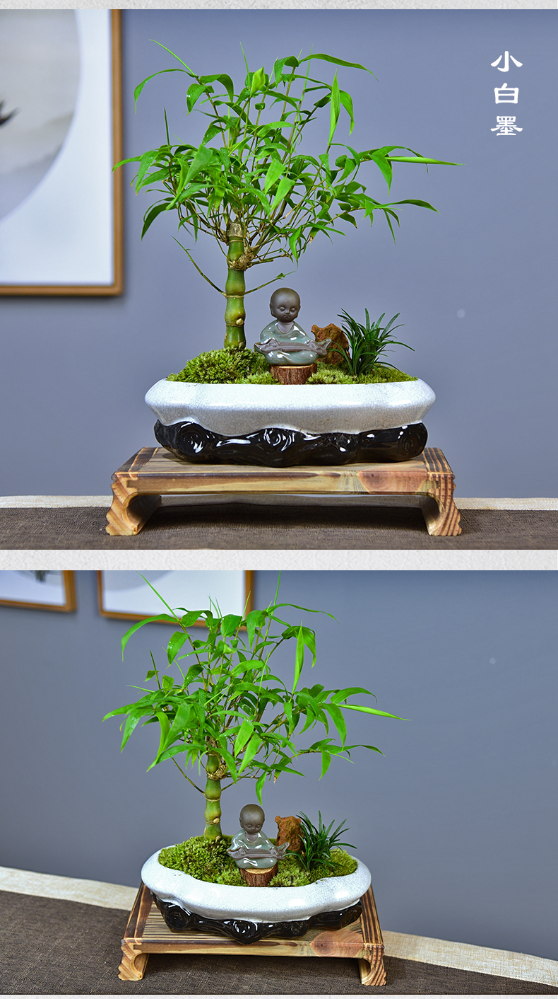 客厅盆栽办公室竹子盆栽植物艺呈小白墨佛肚竹弹琴和尚简古4带盆栽好