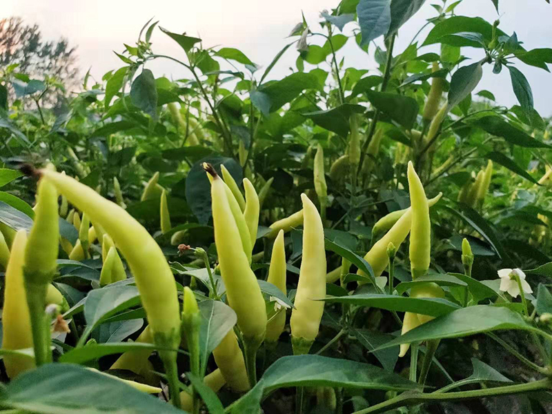 xj云南小米辣新鲜白辣椒小米椒朝天椒泡椒可开发票5斤