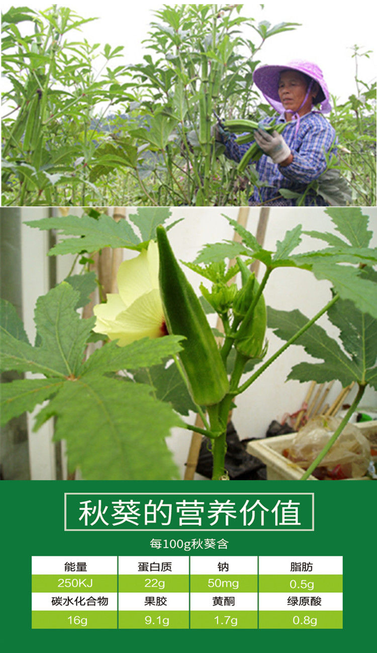 不易老水果秋葵种子可以生吃 而且好种的不易老的 水果黄色秋葵籽