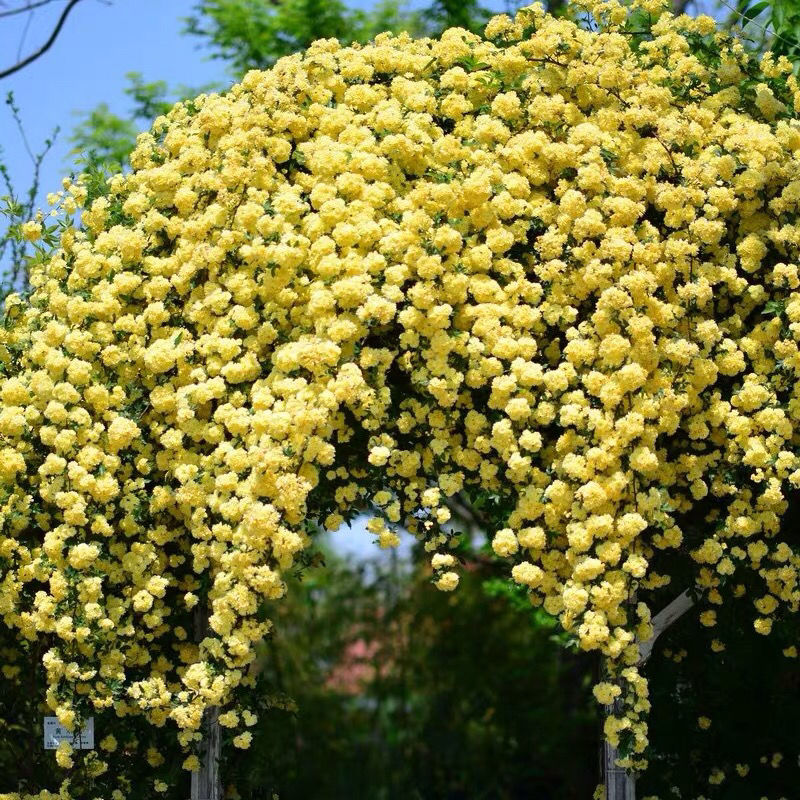 5米大苗】木香花带土球浓香七里香四季特大花苗 15米红木香