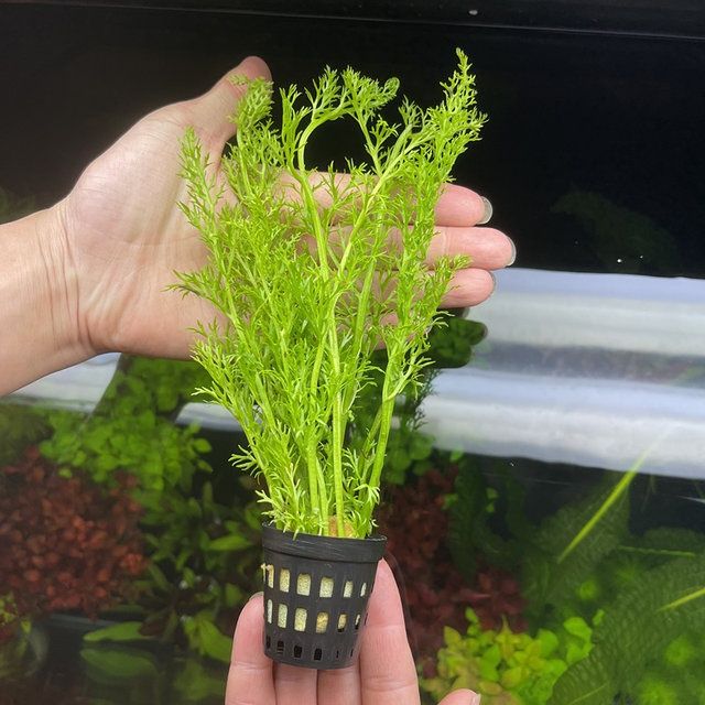 《鱼缸淡水水芹水草雪花水芹水下中后景新手无需二氧