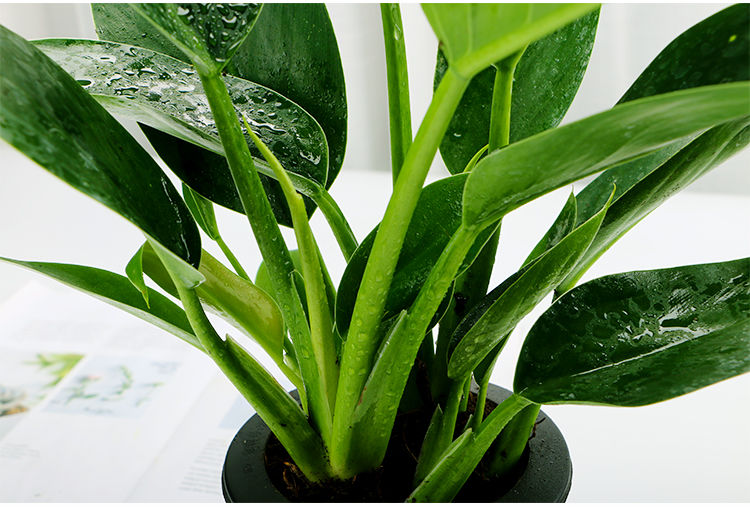 恬豆绿公主大叶金钻四季常青植物室内桌面绿植盆栽花卉