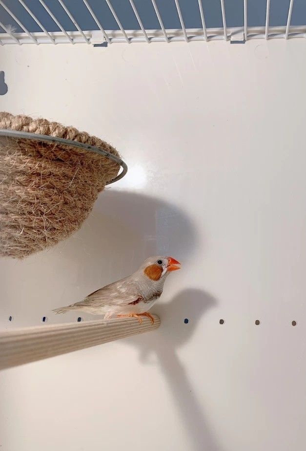 《观赏鸟幼灰珍珠鸟繁殖白文鸟宠物鸟手玩鸟活体驼色珍珠鸟小活鸟【7