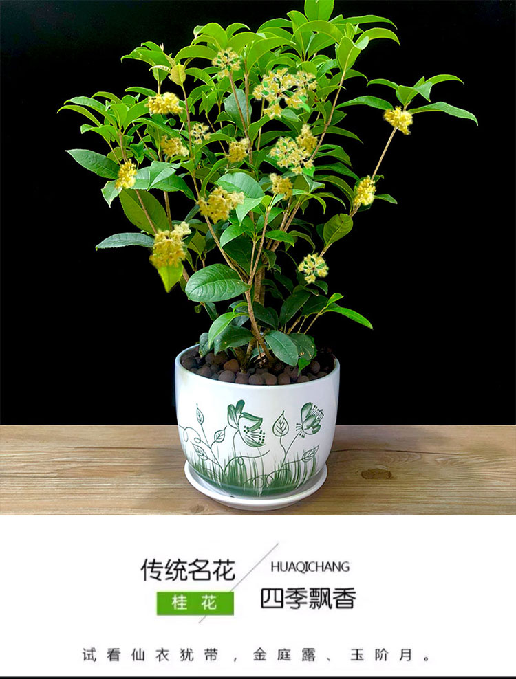 封后桂花盆栽四季桂花卉植物室内花卉清香型好养阳台庭院开花不断绿植