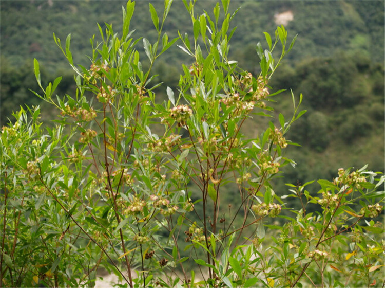 子喧车桑子种子花卉种子车桑子苗木种子