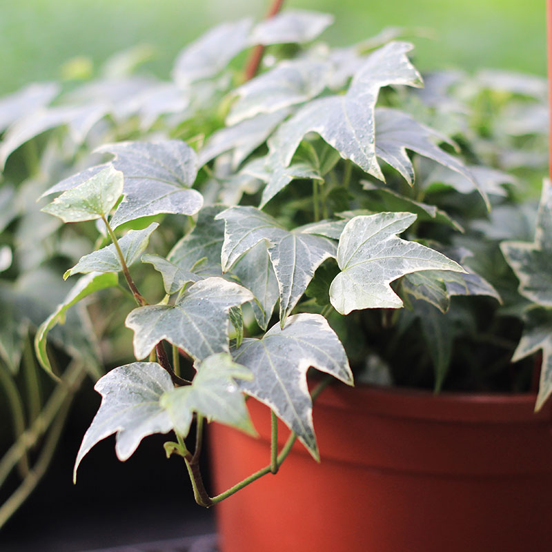 四季常青盆栽植物室内垂吊攀爬净化空气吸甲醛绿植