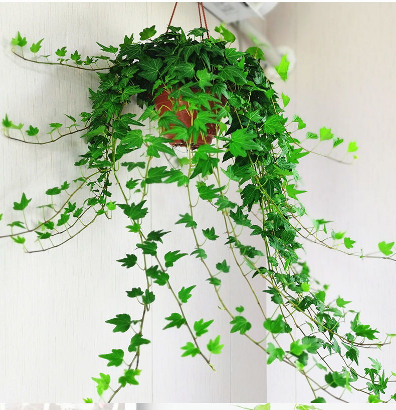 藤绿植盆栽客厅室内阳台爬藤除去吸甲醛的植物1盆常春藤原盆腾70100cm