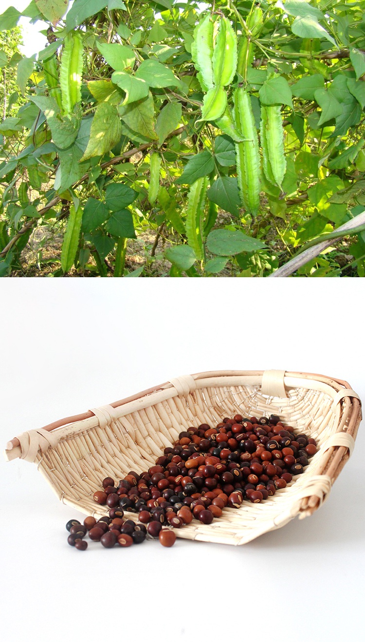 四棱豆种子四棱豆苗四角豆豆香龙豆四季盆栽蔬菜阳台种植四棱豆种子