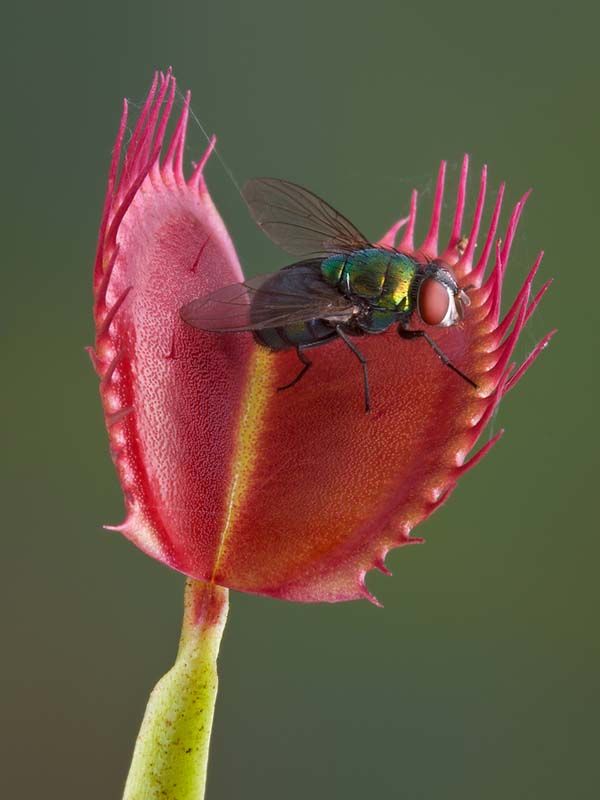 栽好发货吃蚊子苍蝇的植物吃蚊捕蝇消灭蚊虫带盆栽好发白好望角抓虫子