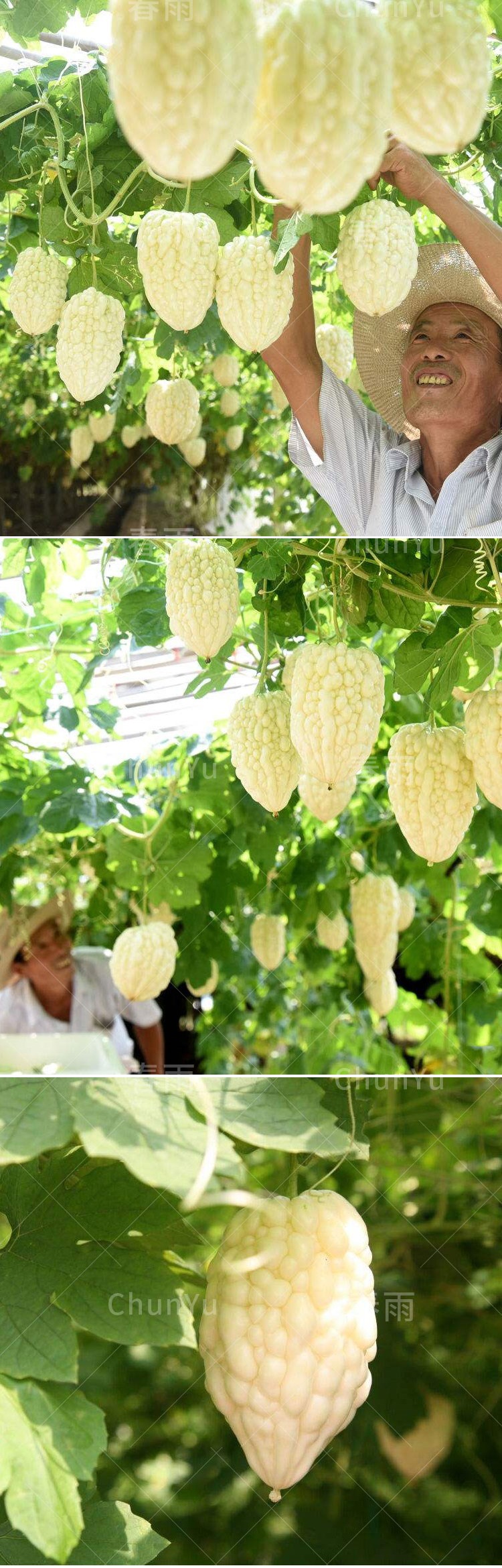 臺灣蘋果苦瓜種孑籽苗不苦白水果四季春季春夏播蔬菜蔬萊種子種孑