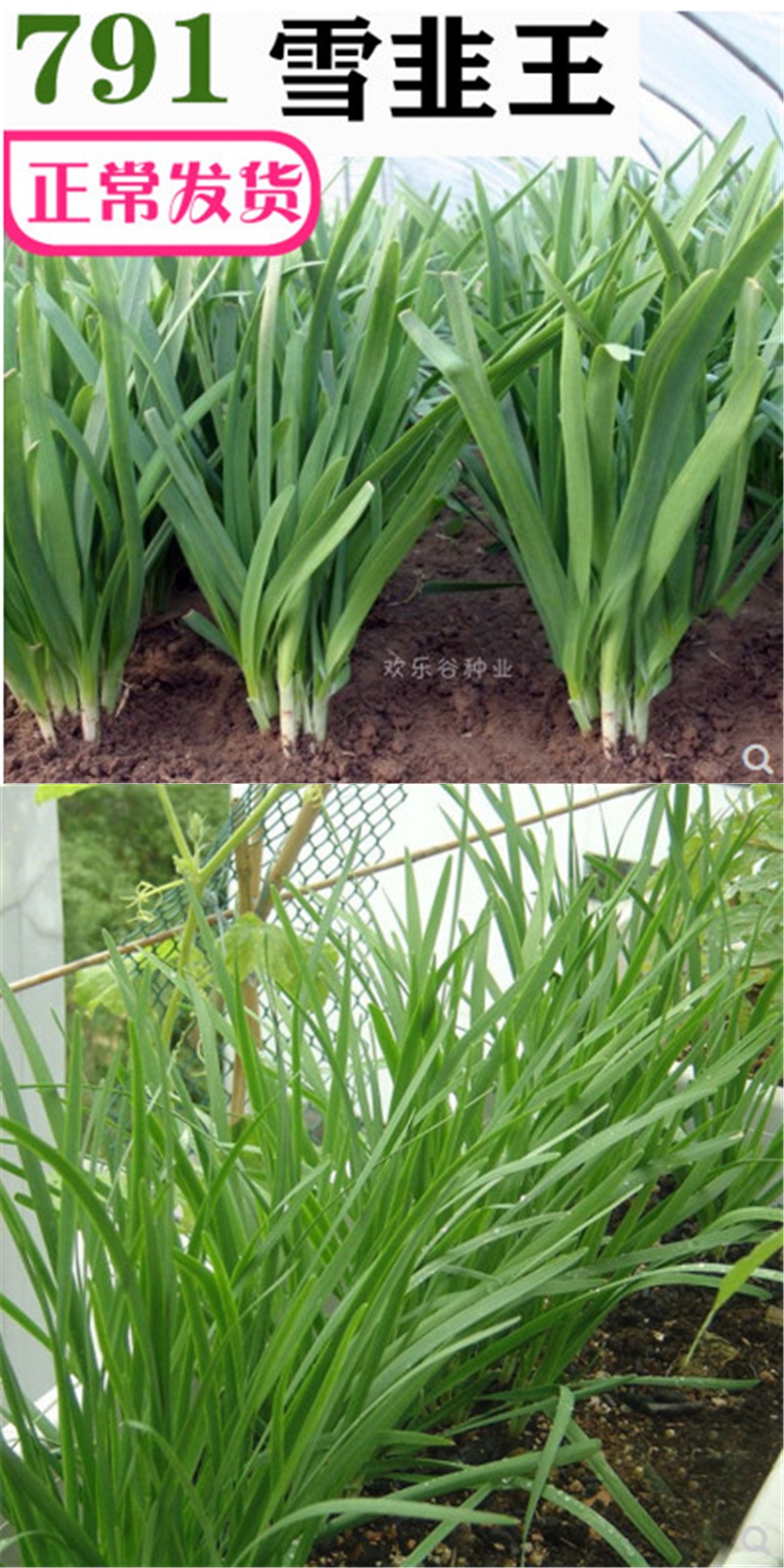 791雪韭王香韭菜种子韭菜种籽根红紫根宽叶不休眠高产蔬菜种籽富生