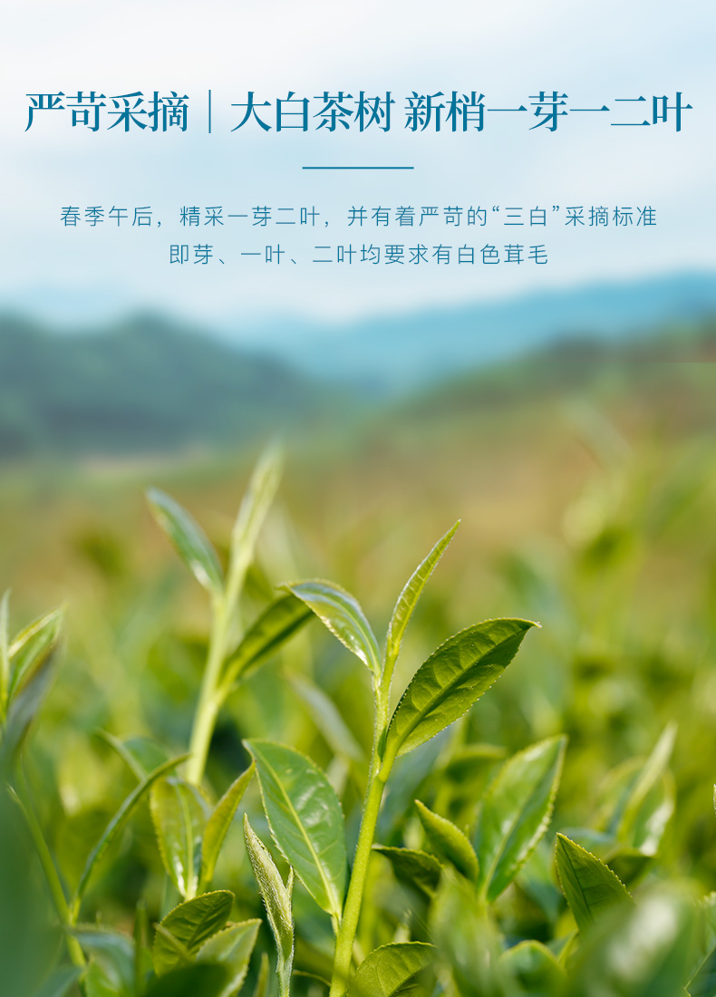 茶叶福建紧压白茶太姥山福鼎白茶白牡丹礼盒装300g