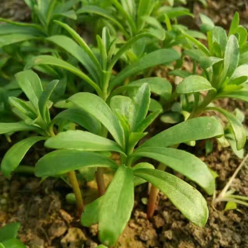 xj救心菜養心菜救心景天三七費菜種苗木種子平臥菊三七可開發票一斤