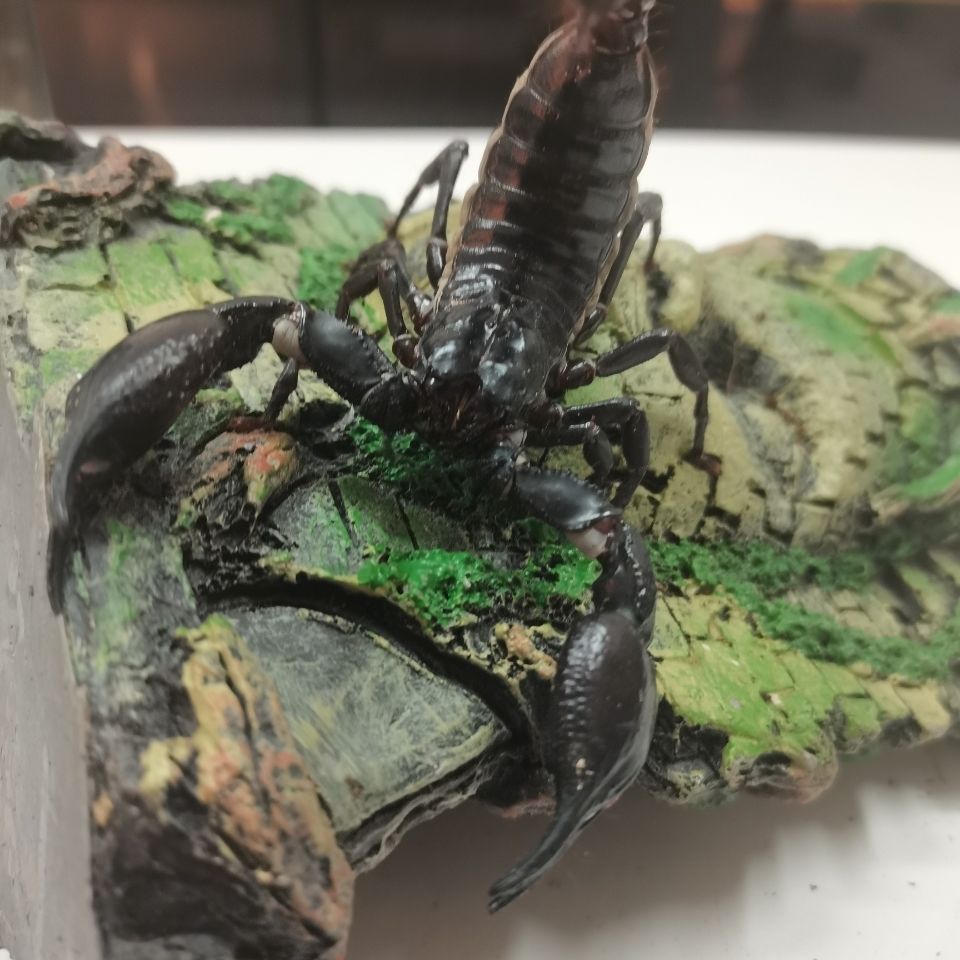 入门蝎23cm送四件用品亚洲巨型雨林蝎超大个体宠物蝎假帝王蝎幼苗成体