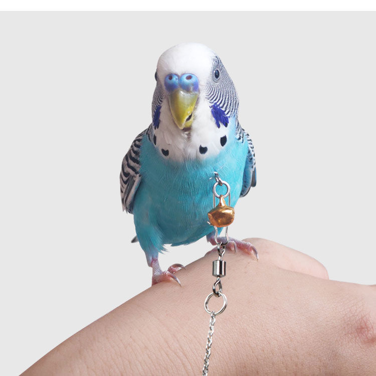 小型鸟用脖绳 脖套 鹦鹉脚环链 画眉黄鹂蜡嘴伯劳八哥绳锁 脖链 虎皮