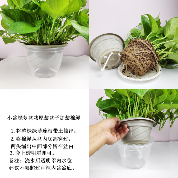 封后 Fenghou 园艺用品封后绿萝花盆塑料透明自动吸水懒人储水盆套接水培免浇水养蓄水 底座厚透明罩10个17cm 价格图片品牌报价 苏宁易购战狼家居专营店