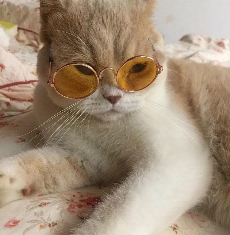 墨镜时尚圆框墨镜眼镜小猫打折宠物狗狗猫咪太阳镜可爱拍照