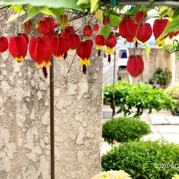 藤本爬藤植物盆栽燈籠花苗蔓性風鈴花四季開花帶花發貨陽臺花卉風車