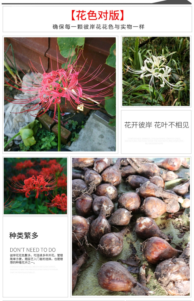 子喧十颗曼珠沙华彼岸花石蒜种子花卉盆栽绿植曼陀罗种球植物开花带根