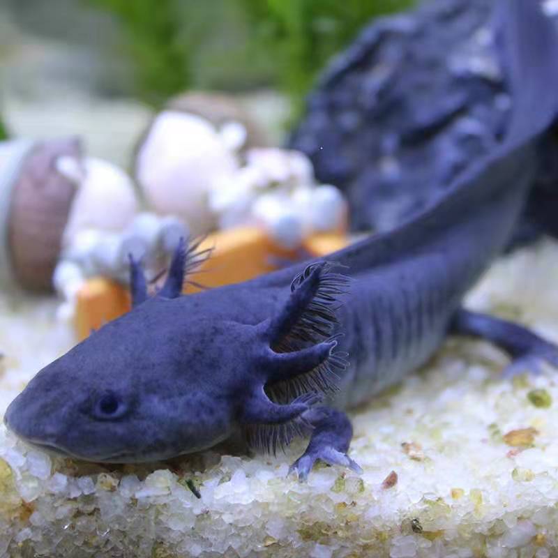 六角恐龙鱼淡水冷水鱼活体宠物鱼霸王蝾螈金鱼龙鱼清道夫好养耐活