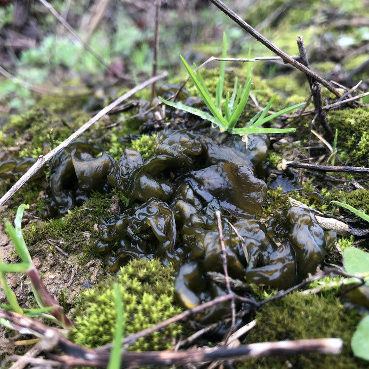 新鲜野生湿地衣地皮菜地软地木耳净菜雷公菌葛仙米地踏菇500g地皮菜