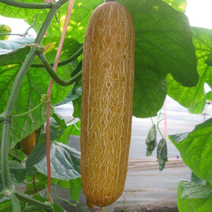 5kg 农家种植黄皮麻皮大黄瓜 新鲜蔬菜