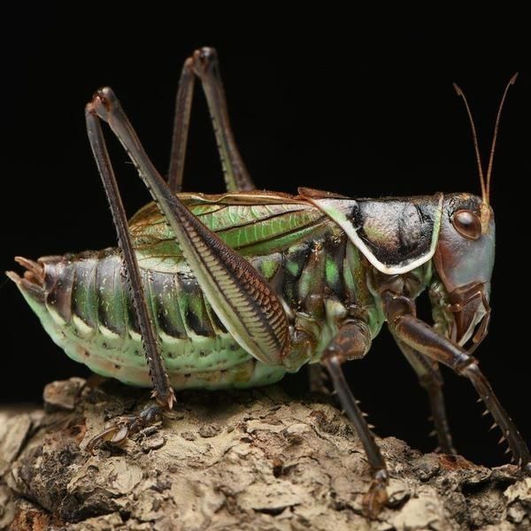 蝈蝈笼1个蝈蝈活虫铁皮蝈蝈山东特产扎嘴绿蝈蝈夏蝈蝈过冬蝈蝈鸣虫