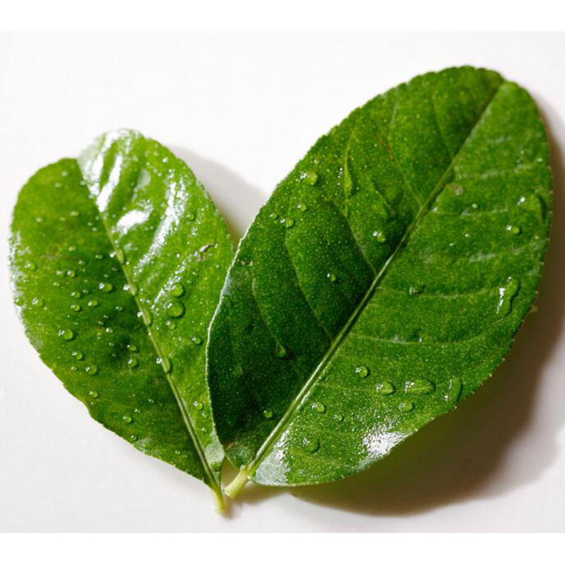 柠檬叶500g毛里橙叶新鲜蔬菜