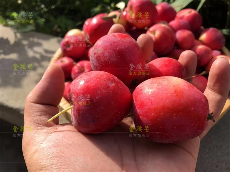 花红和苹果区别是什么,花红又叫什么果,花红果子学名叫啥(第14页)_大山谷图库